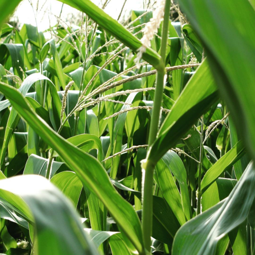 sunlight filtering from above through green corn stalks