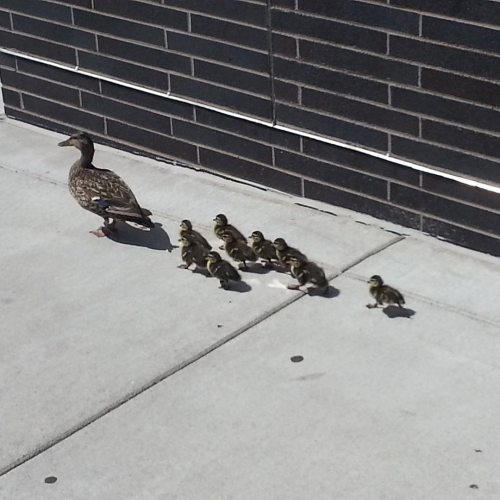 A duck being followed across a sidewalk by a group of ducklings