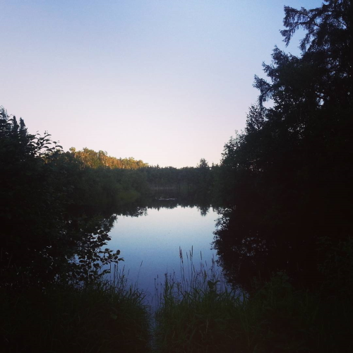 A small lake surrounded by trees and other plants